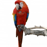 Parrot PNG HD