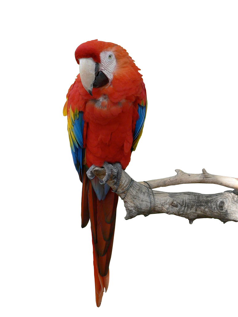 Parrot PNG HD