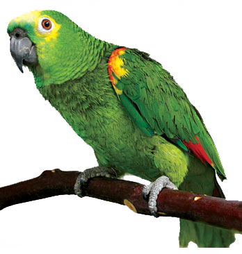 Parrot PNG