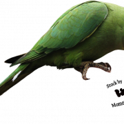 Parrot Transparent