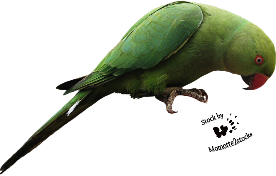 Parrot Transparan