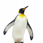 Penguin Free Download PNG