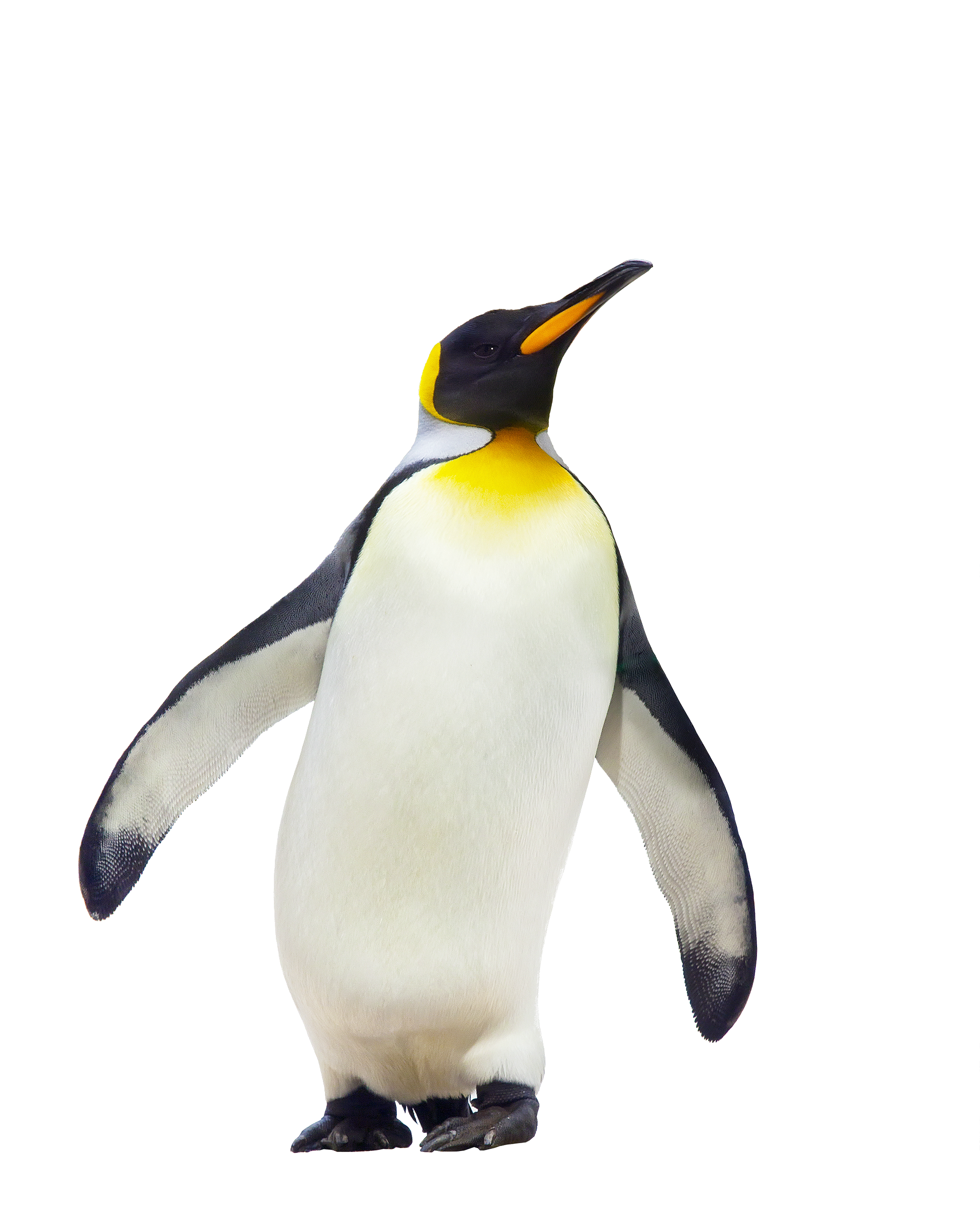 Penguin bedava indir png