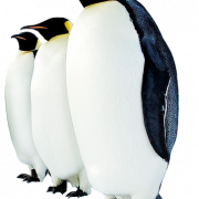 PNG Penguin คุณภาพสูง