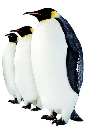 Penguin Png di alta qualità