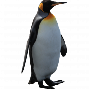 Penguin PNG Pic