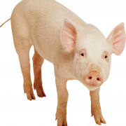 Schwein kostenloser Download PNG