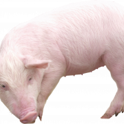 Gambar png gratis babi