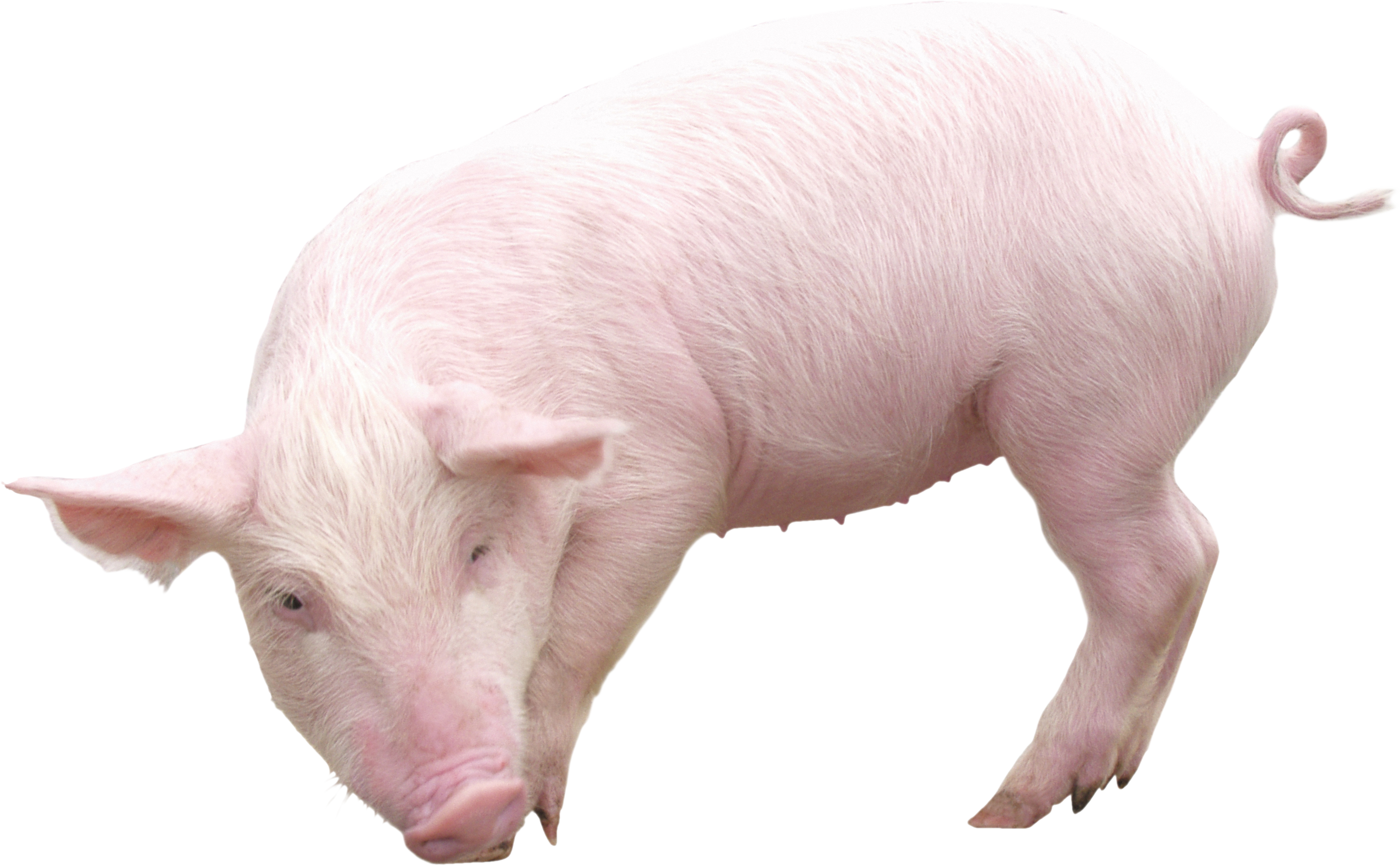 Свинья без PNG -изображения