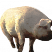 Schwein Png