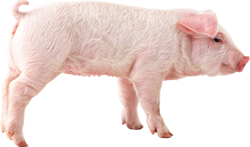 Pig PNG Picture