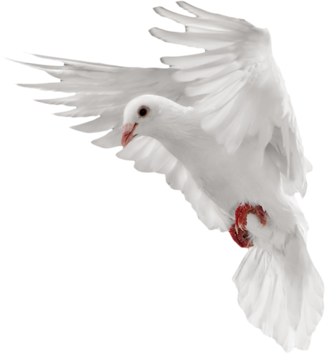 Pigeon Scarica png