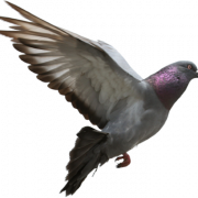 Pigeon Téléchargement gratuit PNG