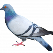 Pigeon Free PNG Image