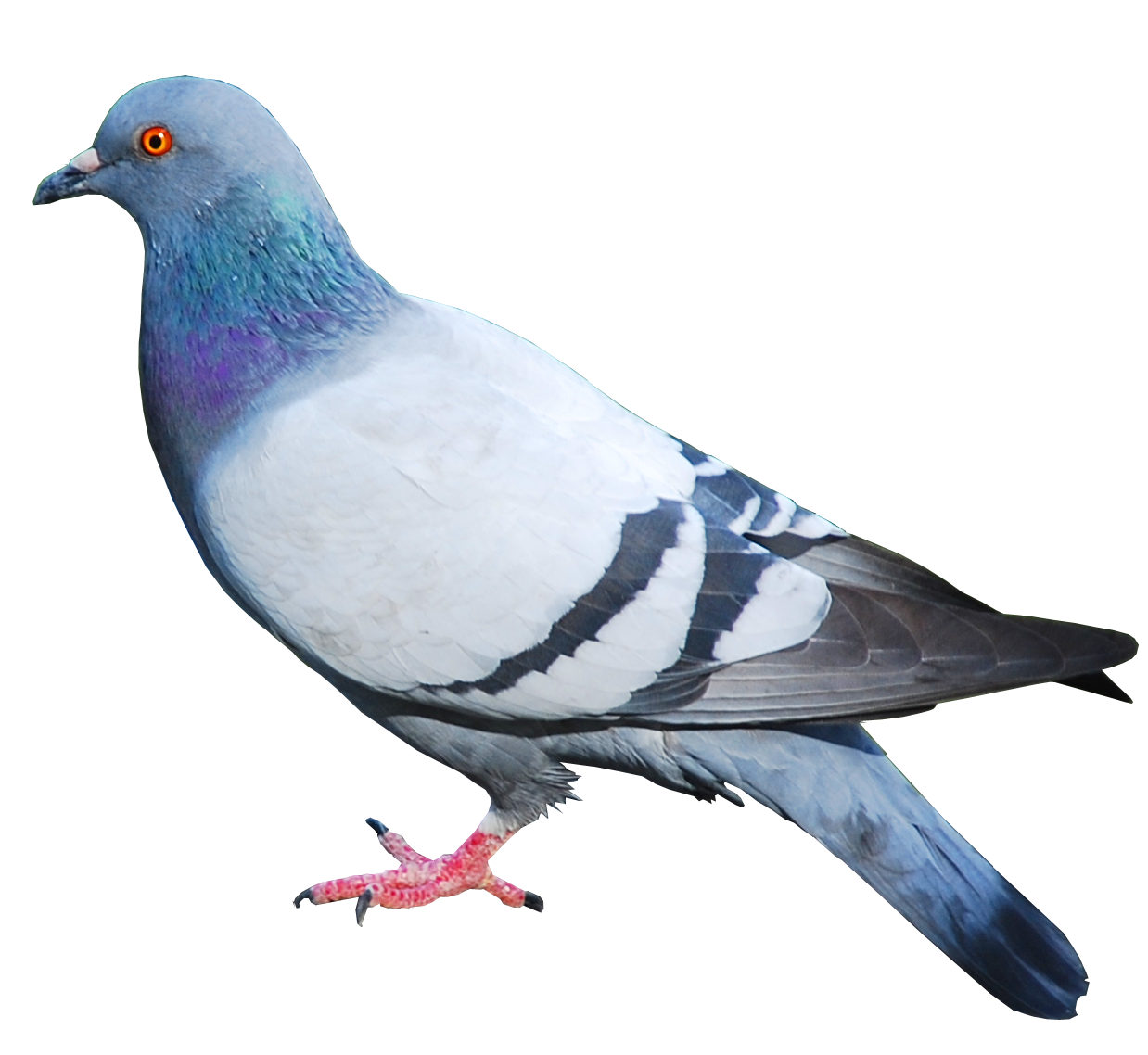 Immagine PNG senza piccione