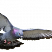 Clipart PNG PIGEON