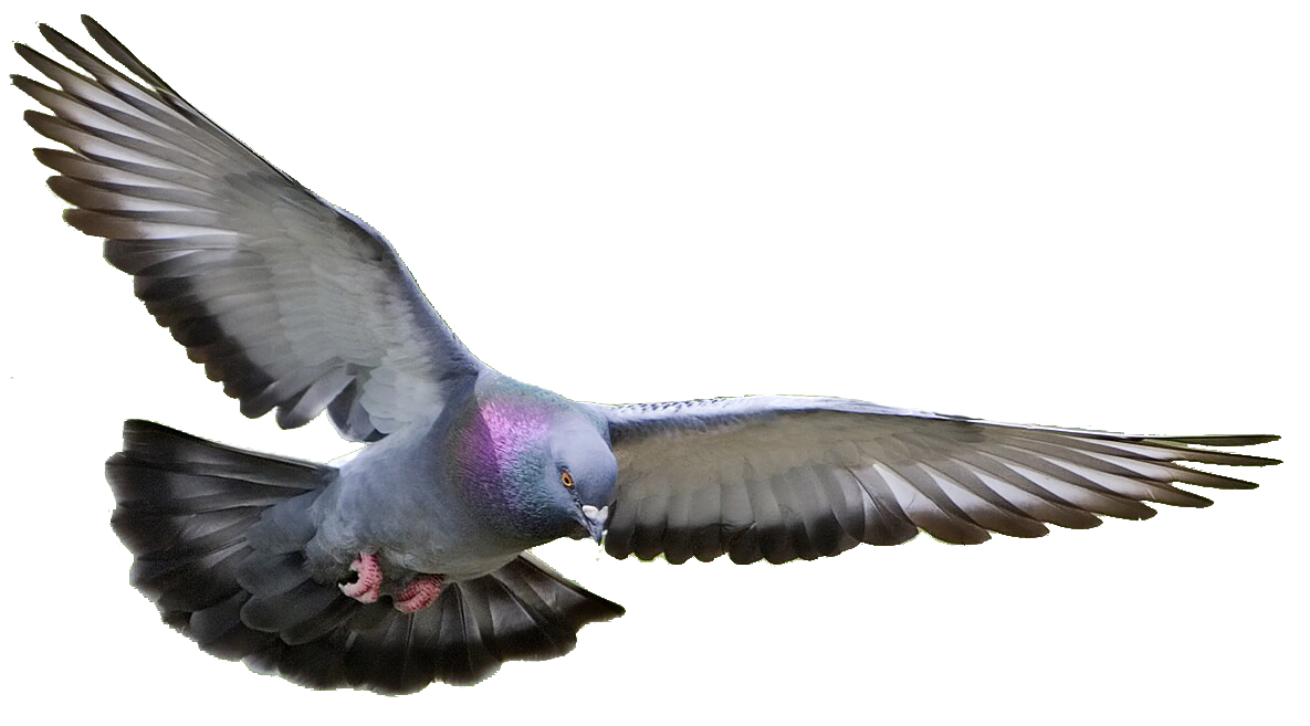 Pigeon PNG Clipart