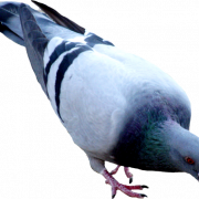 Fichier de pigeon PNG