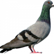 Pigeon PNG HD