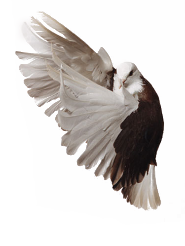 Pigeon PNG Image