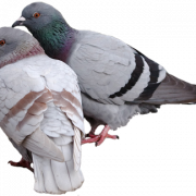Pombo png png
