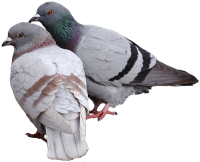 Pigeon PNG Pic