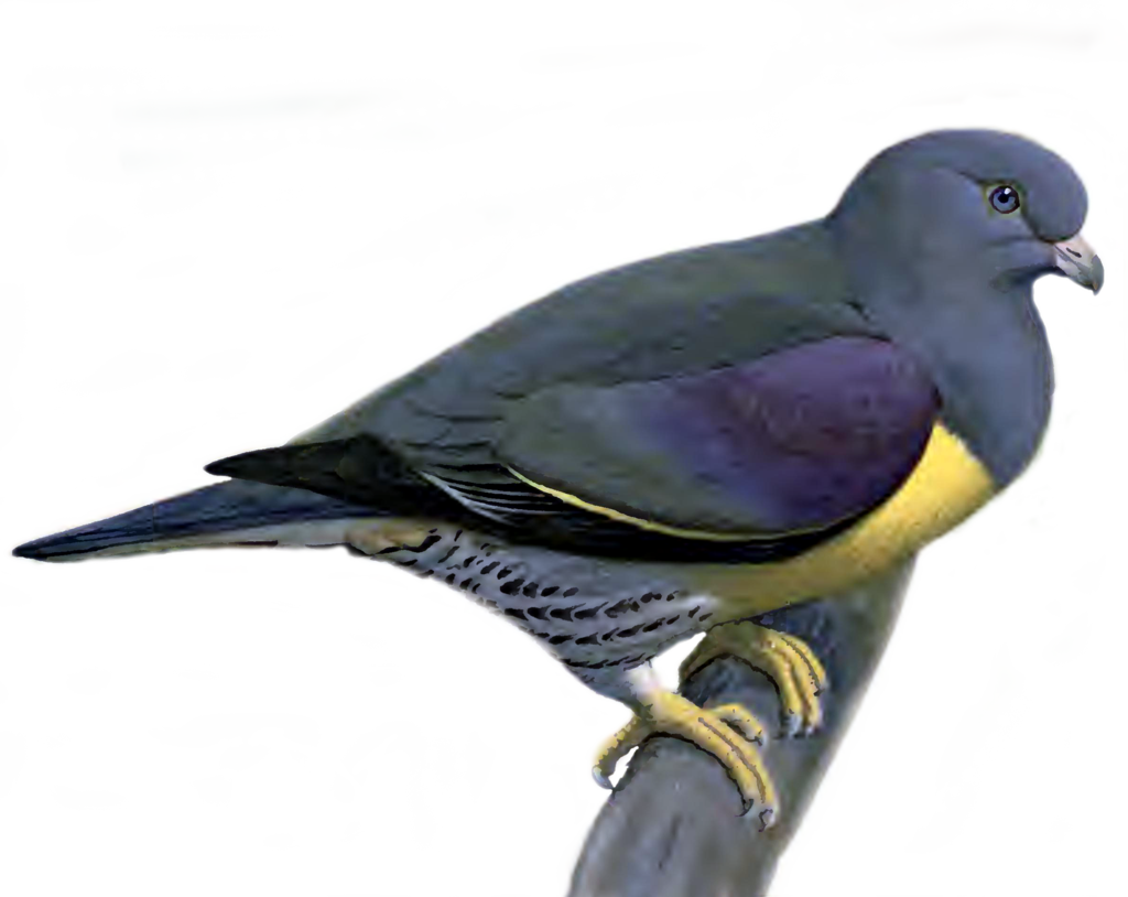 Pigeon PNG Picture