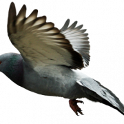 Pigeon Transparent