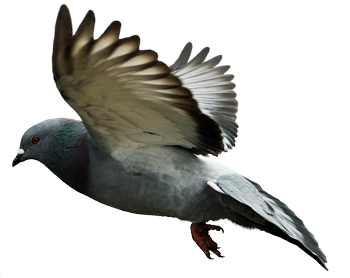 Pigeon Transparent