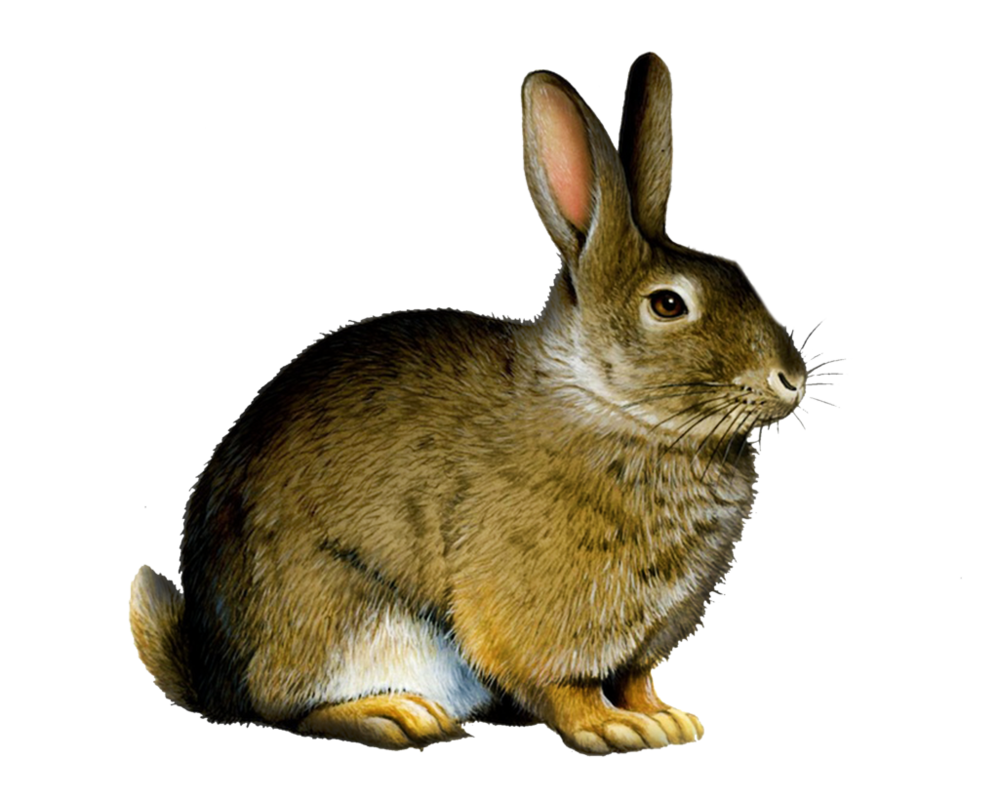Clipart PNG di coniglio