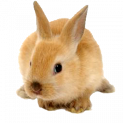 Rabbit PNG Image