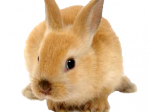 Immagine PNG di coniglio