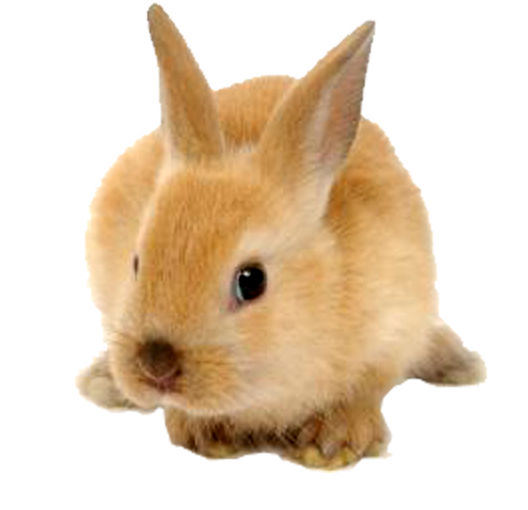 Immagine PNG di coniglio