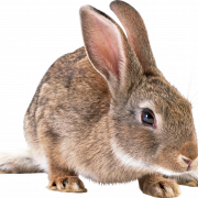 Tavşan png resmi