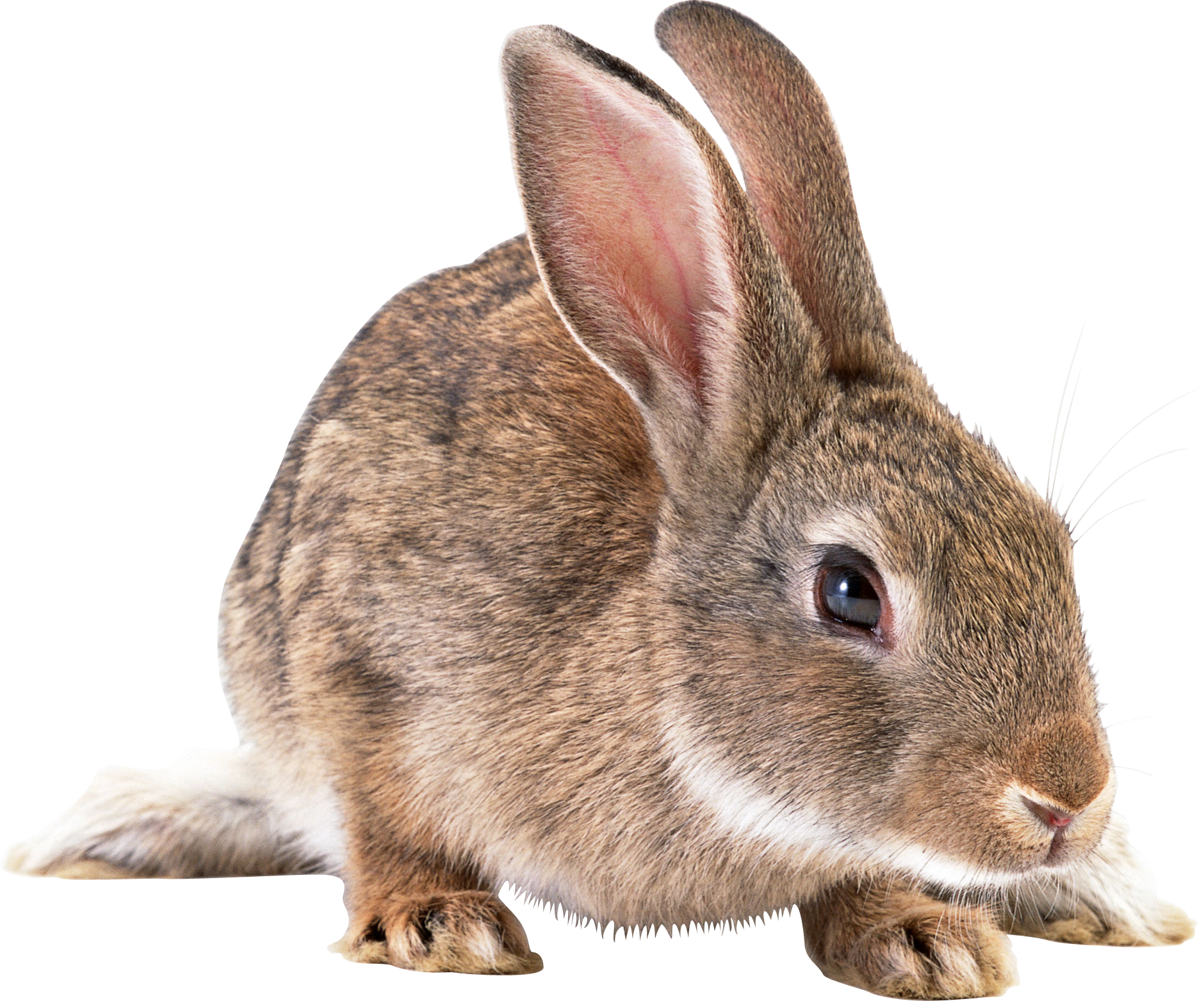 Rabbit PNG Picture
