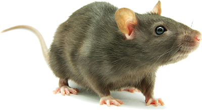 Бесплатное изображение PNG крысы