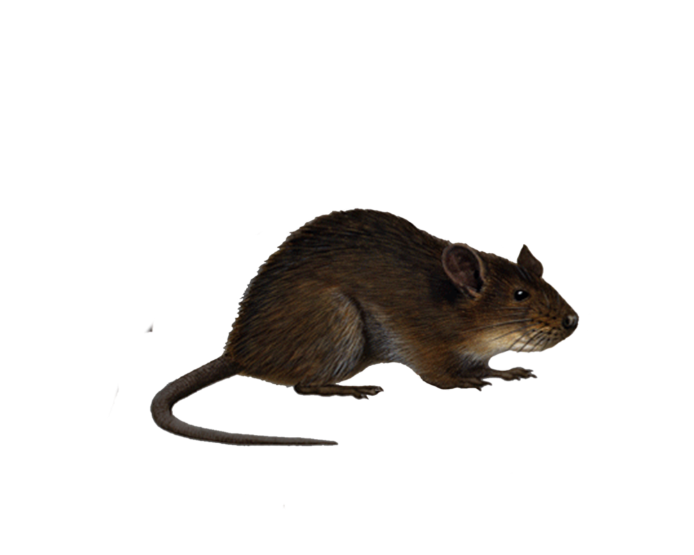 Крысы PNG изображение