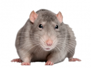 Rat PNG Picture