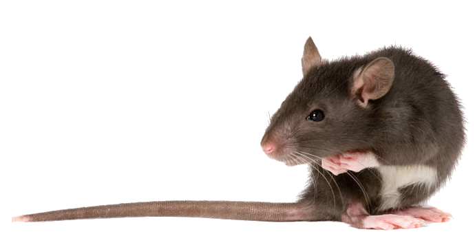 Ratto png