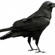 Raven Free PNG Bild