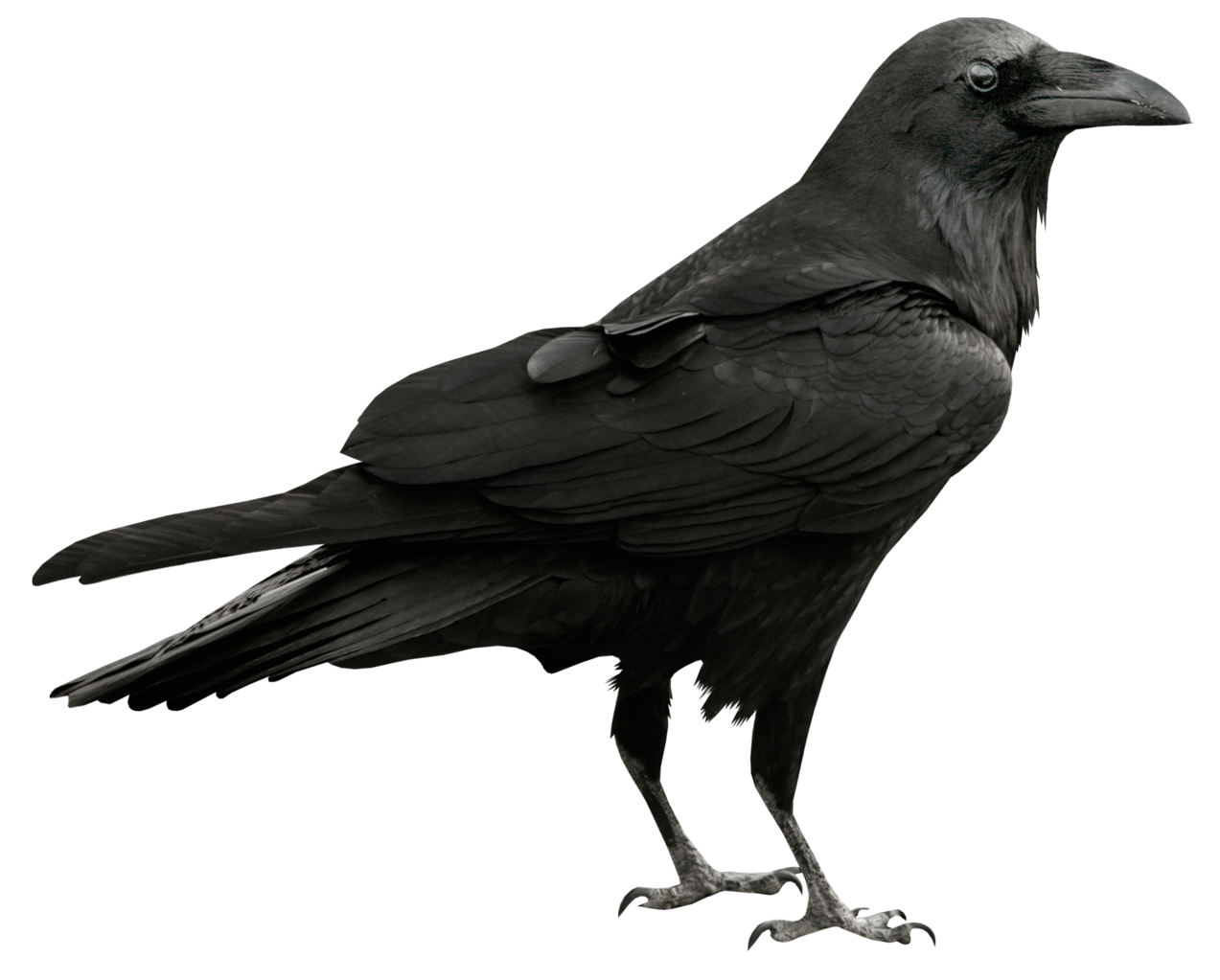 Raven Free PNG Image
