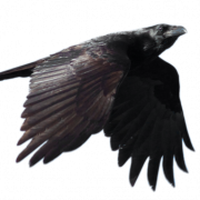 File Raven PNG