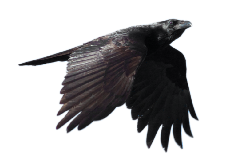 Raven PNG -Datei