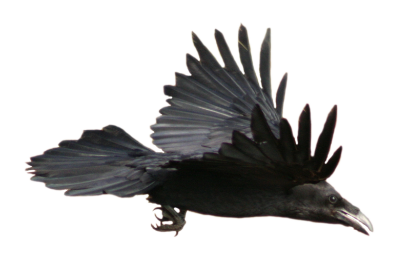 Raven PNG HD