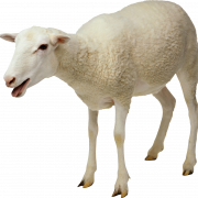 Download gratuito di pecore png