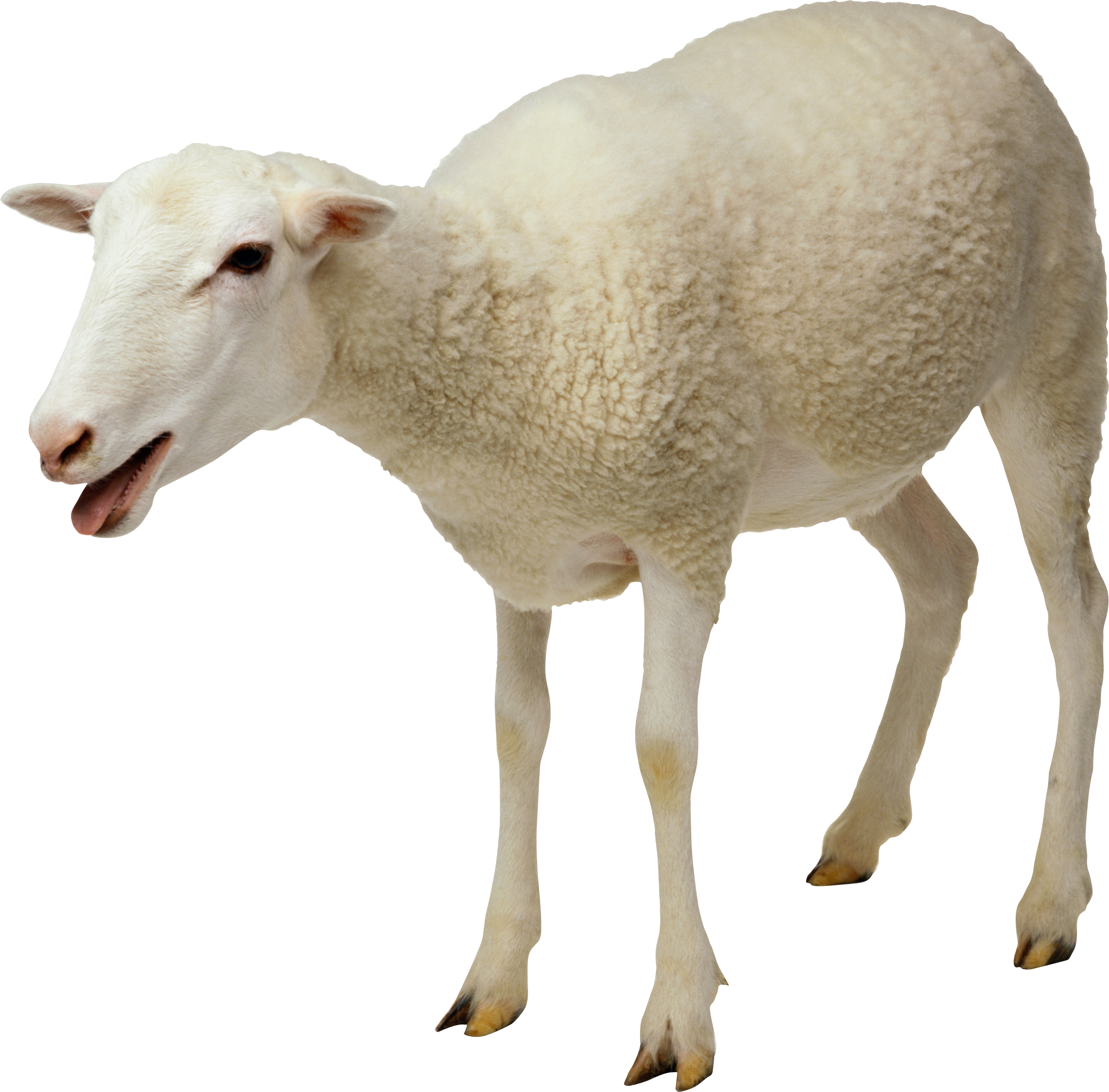Sheep Free Download PNG