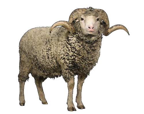Овцы без PNG изображение