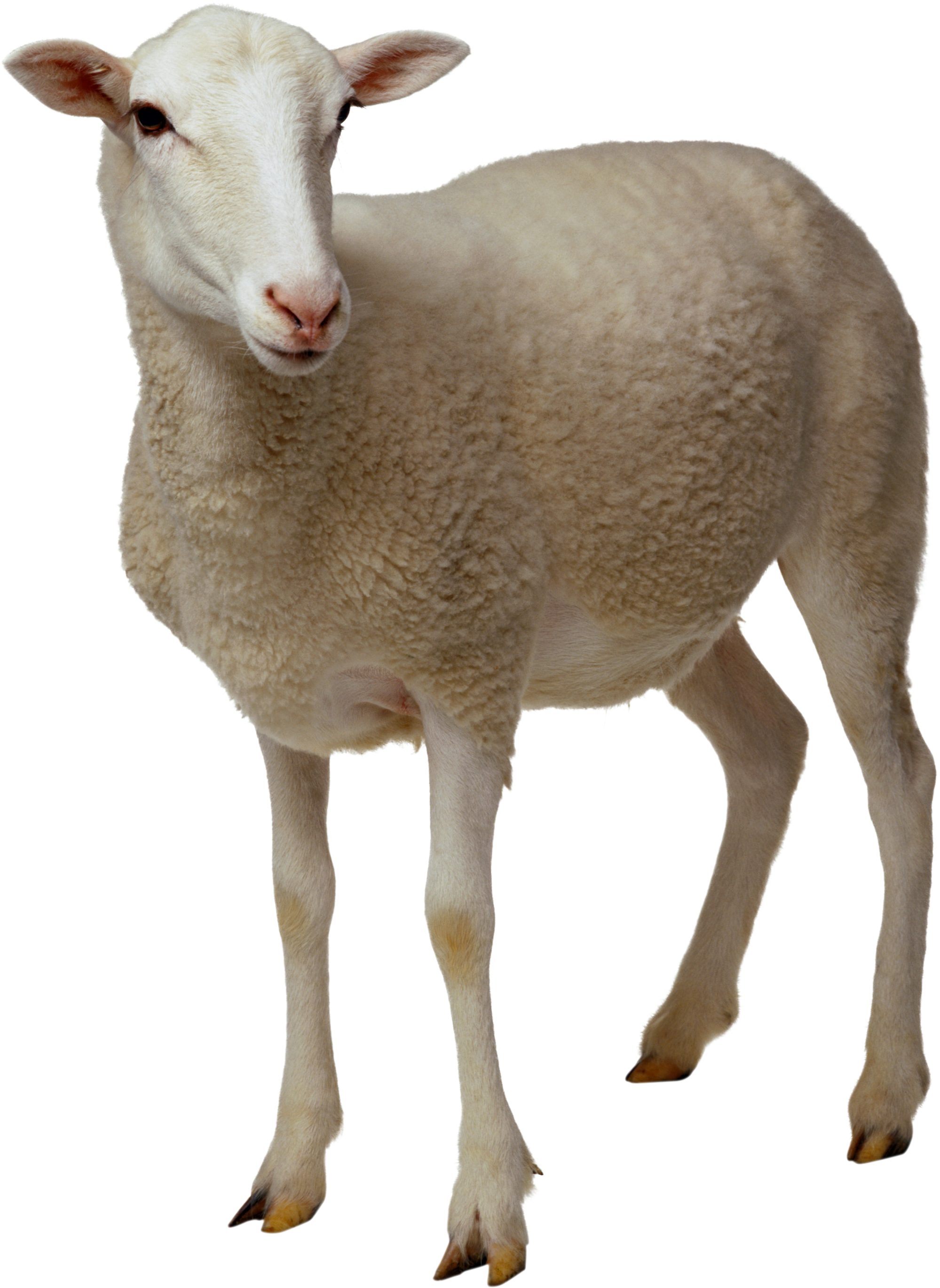 Овца PNG Clipart