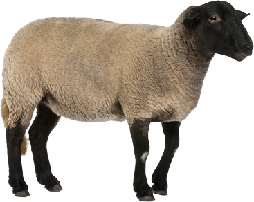 Овца PNG изображение
