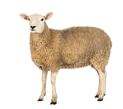 Sheep PNG Pic